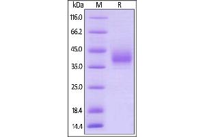SDS-PAGE (SDS) image for Leukocyte Immunoglobulin-Like Receptor, Subfamily A (With TM Domain), Member 5 (LILRA5) (AA 42-268) (Active) protein (His tag,AVI tag,Biotin) (ABIN5955021)