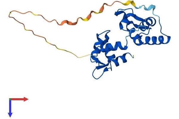 MYL6B Protein (AA 1-208) (His tag)