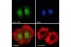 Immunofluorescence (IF) image for anti-Lymphoid Enhancer-Binding Factor 1 (LEF1) (Internal Region) antibody (ABIN185607)