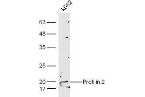 Human K562 cell lysates probed with Anti-Profilin 2 Polyclonal Antibody  at 1:5000 90min in 37˚C. (PFN2 Antikörper  (AA 51-140))