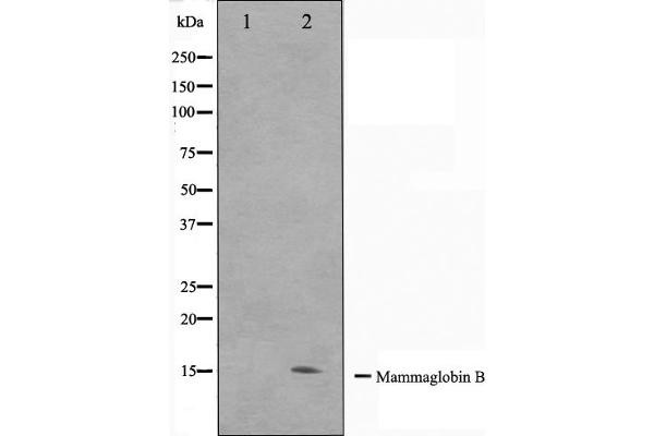 SCGB2A1 Antikörper  (Internal Region)