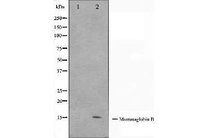 Western blot analysis on HepG2 cell lysate using Mammaglobin B Antibody.