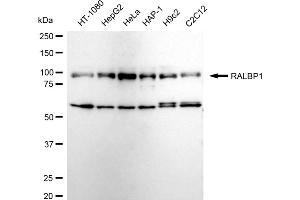 Western blotting analysis using RALBP1 antibody (ABIN7800126). (Rekombinanter RALBP1 Antikörper)