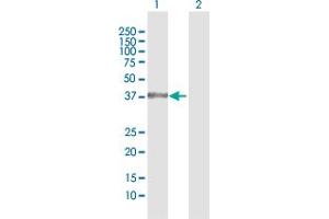 Western Blot analysis of NR1I3 expression in transfected 293T cell line by NR1I3 MaxPab polyclonal antibody.