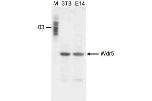 Western Blot of anti-Wdr5 antibody Western Blot results of Rabbit anti-Wdr5 antibody. (WDR5 Antikörper  (Internal Region))