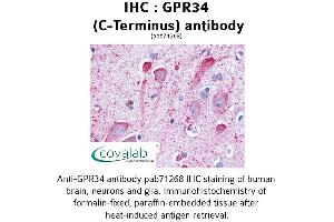 Image no. 1 for anti-G Protein-Coupled Receptor 34 (GPR34) (C-Term) antibody (ABIN1735065) (GPR34 Antikörper  (C-Term))