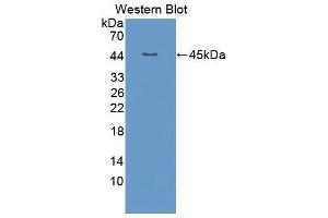 Western blot analysis of the recombinant protein. (FGF4 Antikörper  (AA 71-206))