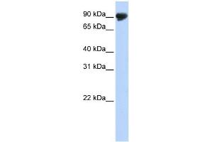 TMTC4 antibody used at 1 ug/ml to detect target protein. (TMTC4 Antikörper  (N-Term))