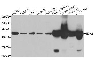 Western blot analysis of extracts of various cell lines, using IDH2 antibody. (IDH2 Antikörper)