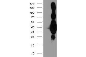 Western Blotting (WB) image for anti-Heme Oxygenase (Decycling) 2 (HMOX2) antibody (ABIN1498685) (HMOX2 Antikörper)