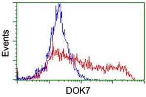 HEK293T cells transfected with either RC219267 overexpress plasmid (Red) or empty vector control plasmid (Blue) were immunostained by anti-DOK7 antibody (ABIN2455833), and then analyzed by flow cytometry. (DOK7 Antikörper)