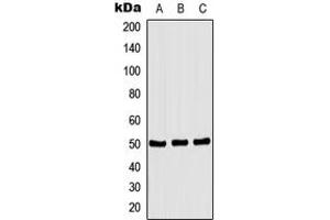 Western blot analysis of CSK (pS364) expression in HEK293T PMA-treated (A), NIH3T3 PMA-treated (B), H9C2 PMA-treated (C) whole cell lysates. (CSK Antikörper  (C-Term, pSer364))