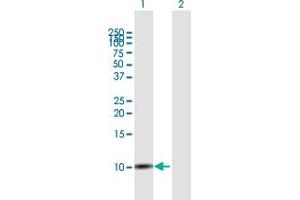 Western Blot analysis of SLURP1 expression in transfected 293T cell line by SLURP1 MaxPab polyclonal antibody. (SLURP1 Antikörper  (AA 1-103))