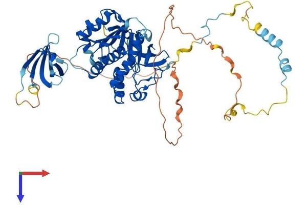 EDC3 Protein (AA 1-508) (His tag)