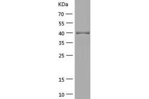 Western Blotting (WB) image for Guanine Nucleotide Binding Protein (G Protein), alpha Inhibiting Activity Polypeptide 3 (GNAI3) (AA 1-354) protein (His tag) (ABIN7123239) (GNAI3 Protein (AA 1-354) (His tag))