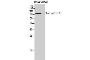 Neuregulin 3 Antikörper  (Internal Region)