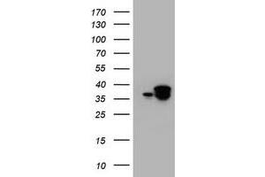 Image no. 1 for anti-Jun Proto-Oncogene (JUN) antibody (ABIN1498943) (C-JUN Antikörper)