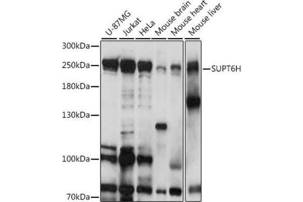 Spt6 antibody  (AA 1500-1726)
