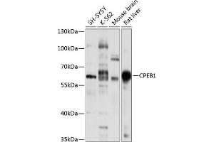 Western blot analysis of extracts of various cell lines, using CPEB1 antibody (ABIN6127656, ABIN6138945, ABIN6138946 and ABIN6221617) at 1:1000 dilution. (CPEB1 Antikörper  (AA 282-561))
