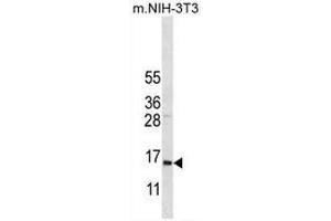 COX7A2L Antibody (Center) western blot analysis in mouse NIH-3T3 cell line lysates (35µg/lane).