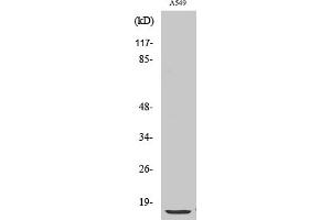 Western Blot analysis of various cells using S-100 α Polyclonal Antibody.