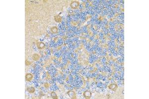 Immunohistochemistry of paraffin-embedded rat cerebellum using COX6A1 antibody. (COX6A1 Antikörper  (AA 25-109))