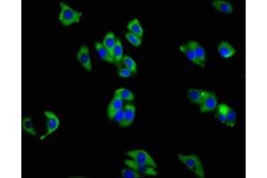 Immunofluorescence staining of HepG2 cells with ABIN7156425 at 1:200, counter-stained with DAPI. (Integrin alpha 1 Antikörper  (AA 242-524))