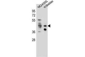 Western blot analysis of Ghrelin receptor / GHSR Antibody (C-term) in NCI-H292 cell line and mouse bladder tissue lysates (35ug/lane). (GHSR Antikörper  (C-Term))
