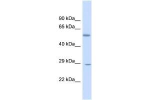 Host:  Rabbit  Target Name:  KLF9  Sample Type:  Fetal Liver lysates  Antibody Dilution:  1. (KLF9 Antikörper  (N-Term))