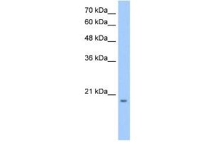 MGC4172 antibody used at 0. (MGC4172 (C-Term) Antikörper)