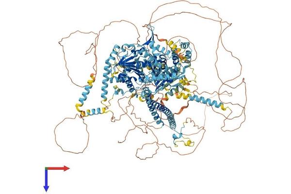 ERCC6 Protein (AA 1-1493) (His tag)