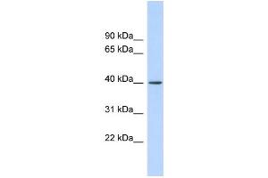 WB Suggested Anti-RAD51AP1 Antibody Titration:  0. (RAD51AP1 Antikörper  (Middle Region))