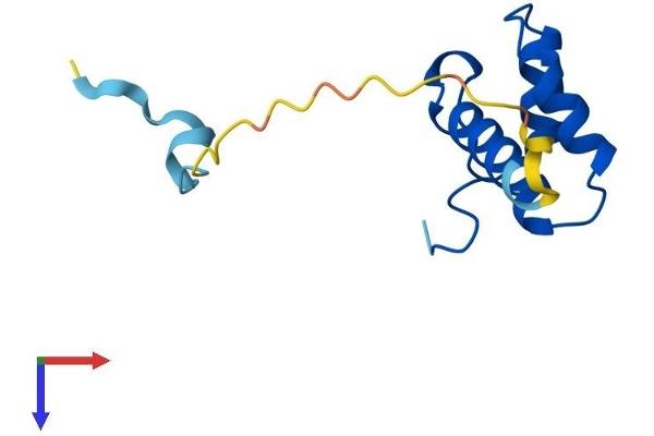 POLD4 Protein (AA 1-107) (His tag)