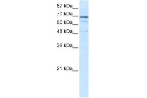 ZNF614 antibody used at 2.