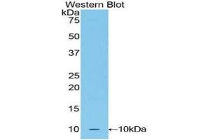 Western Blotting (WB) image for anti-Urocortin 2 (UCN2) (AA 23-107) antibody (ABIN1860900) (Urocortin 2 Antikörper  (AA 23-107))