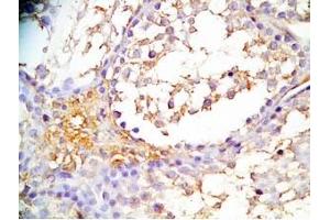 Immunohistochemistry (IHC) image for anti-Insulin-Like 6 (INSL6) (AA 55-118), (Preproprotein) antibody (ABIN2873065)