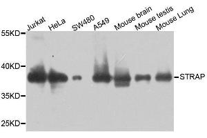 Western blot analysis of extracts of various cell lines, using STRAP antibody. (STRAP Antikörper  (AA 1-350))