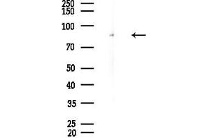 anti-Mitogen-Activated Protein Kinase Kinase Kinase Kinase 1 (MAP4K1) (Internal Region) antibody