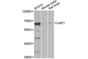 Western blot analysis of extracts of various cell lines, using UAP1 antibody (ABIN5971146) at 1/1000 dilution. (UAP1 Antikörper)
