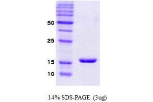 SDS-PAGE (SDS) image for Synuclein, alpha (SNCA) protein (ABIN666673) (SNCA Protein)
