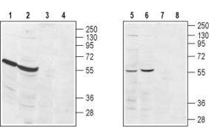 Western blot analysis of rat heart (lanes 1 and 3), rat kidney (lanes 2 and 4), human Jurkat  acute T cell leukemia (lanes 5 and 7) and mouse WEHI  B cell lymphoma (lanes 6 and 8) lysates: - 1,2,5,6. (S1PR3 Antikörper  (Extracellular, N-Term))
