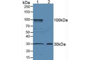 Western blot analysis of (1) Mouse Liver Tissue and (2) Mouse Skin Tissue.