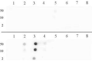 Histone H3 dimethyl Arg17 asymmetric pAb tested by dot blot analysis.
