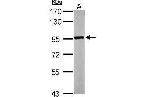 Western Blotting (WB) image for anti-Leucine Zipper-EF-Hand Containing Transmembrane Protein 1 (LETM1) (C-Term) antibody (ABIN2856867)