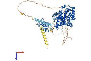 RORC Protein (AA 1-518) (His tag)