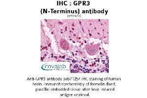 Image no. 1 for anti-G Protein-Coupled Receptor 3 (GPR3) (Extracellular Domain), (N-Term) antibody (ABIN1735048) (GPR3 Antikörper  (Extracellular Domain, N-Term))