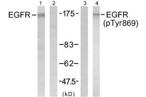 Western blot analysis of extract from A431 cells untreated or treated with EGF (200ng/ml, 5min), using EGFR (Ab-869) antibody (E021222, Lane1 and 2) and EGFR (phospho-Tyr869) antibody (E011229, Lane 3 and 4). (EGFR Antikörper  (pTyr869))