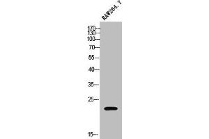 Western Blot analysis of RAW264. (MOBKL2C Antikörper  (Internal Region))