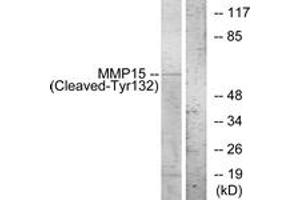Western blot analysis of extracts from COS7 cells, treated with etoposide 25uM 1h, using MMP15 (Cleaved-Tyr132) Antibody. (MMP15 Antikörper  (Cleaved-Tyr132))