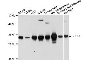 Western blot analysis of extracts of various cell lines, using SRPRB antibody (ABIN5998964) at 1/1000 dilution. (SRPRB Antikörper)